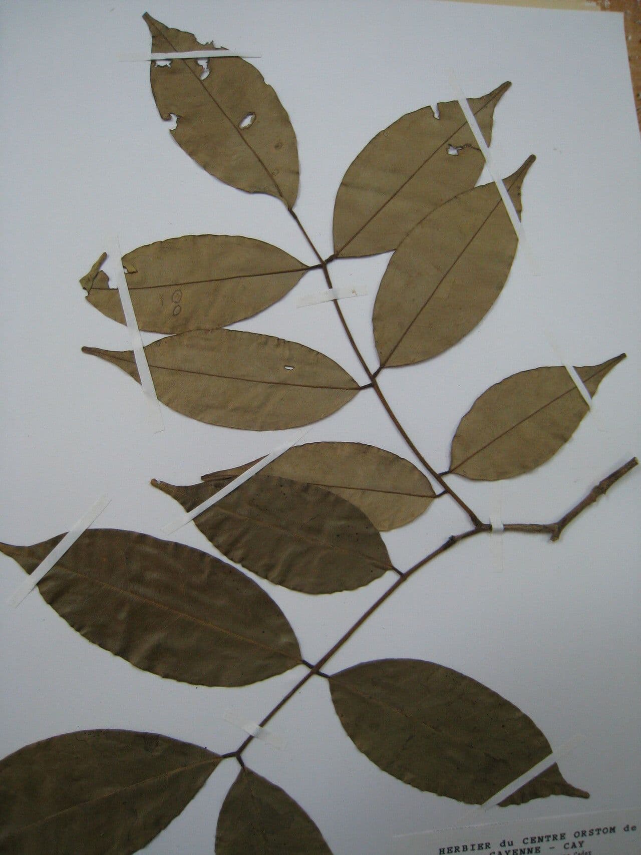Swartzia 6