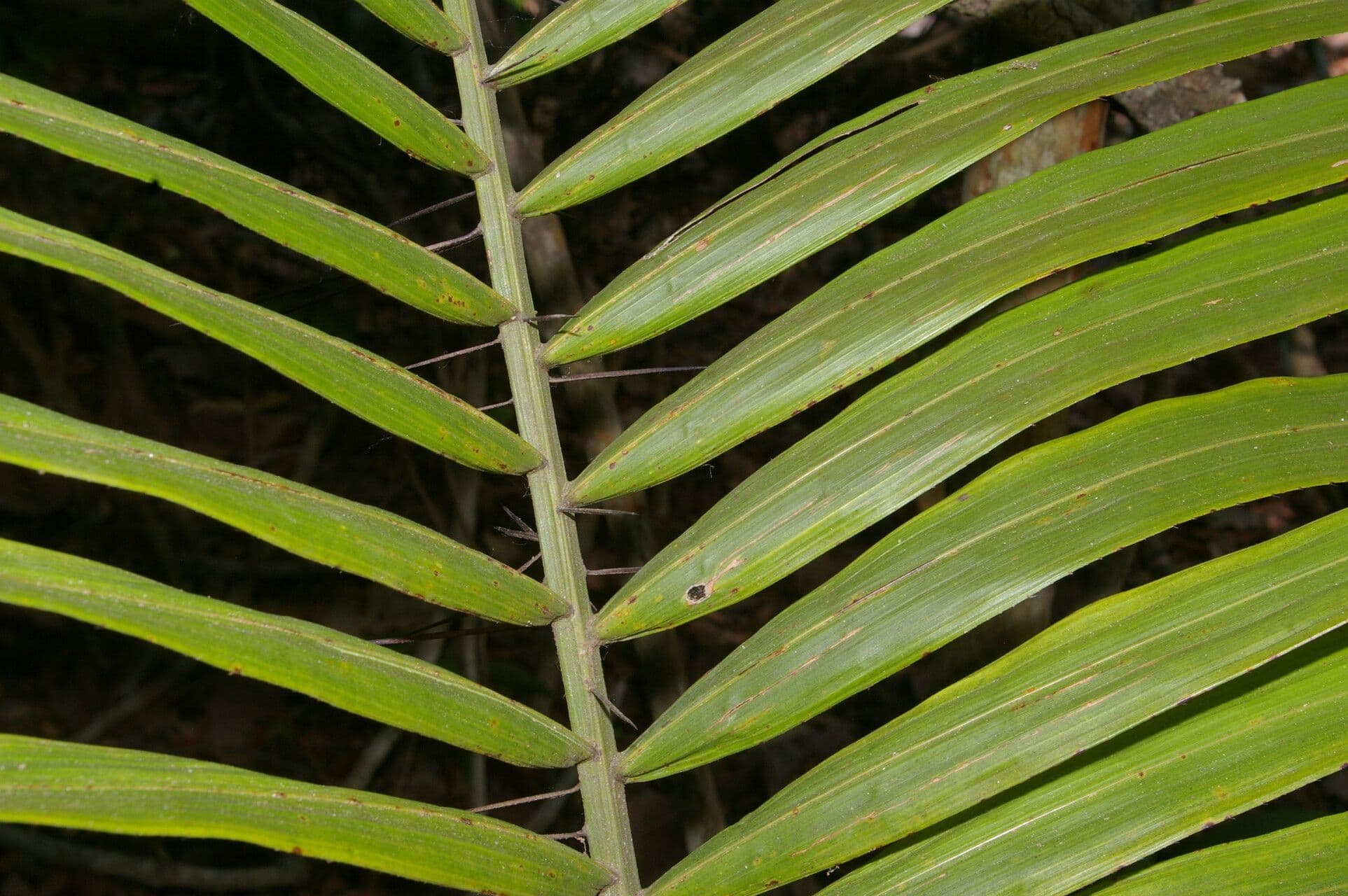 Große Bactris-Palme 7