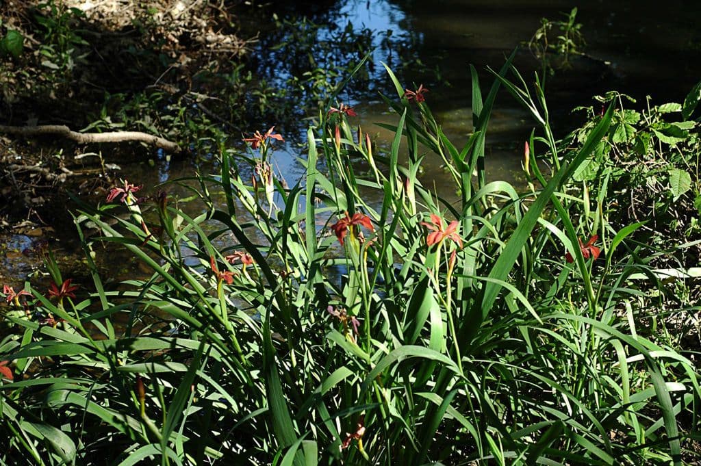 Iris 8