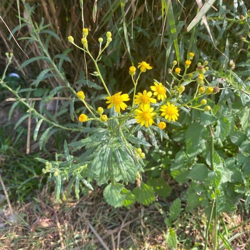 Senecio pterophorus 12