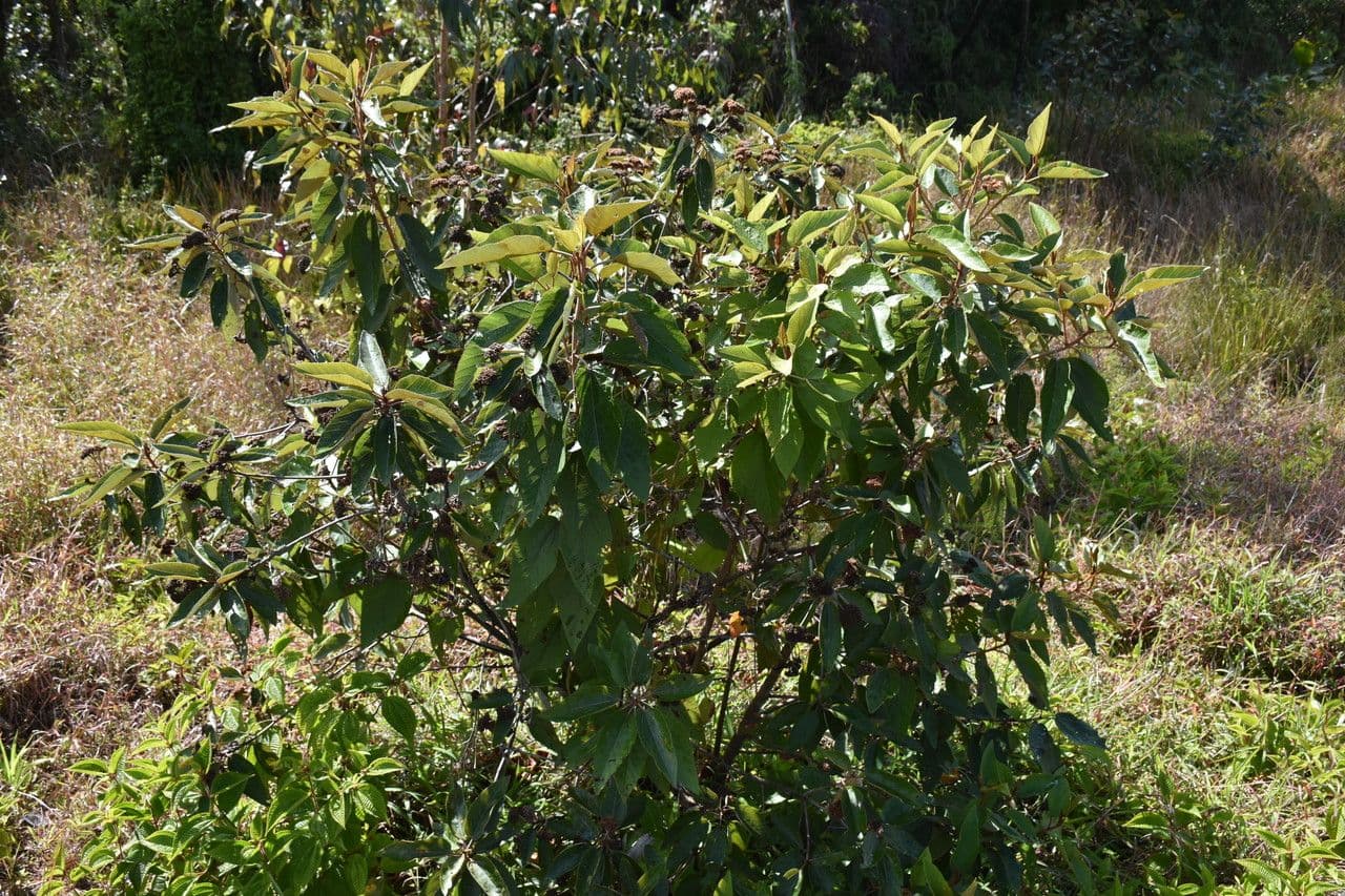 Dombeya 13