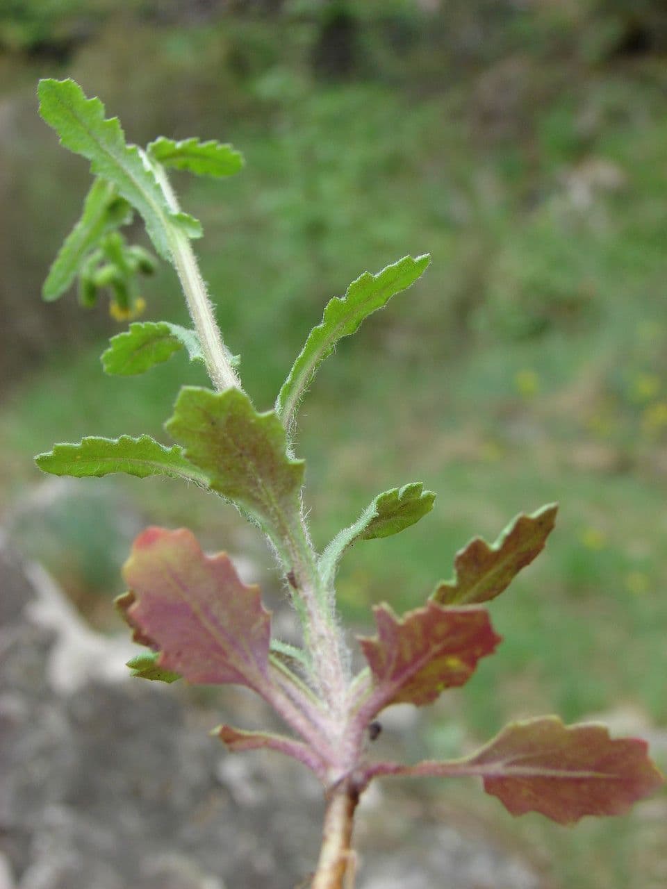 Senecio livido 23