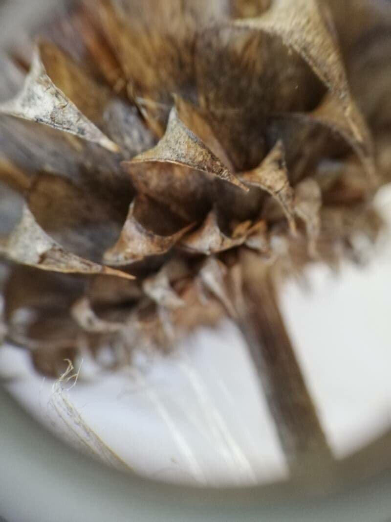 Cynara humilis 24