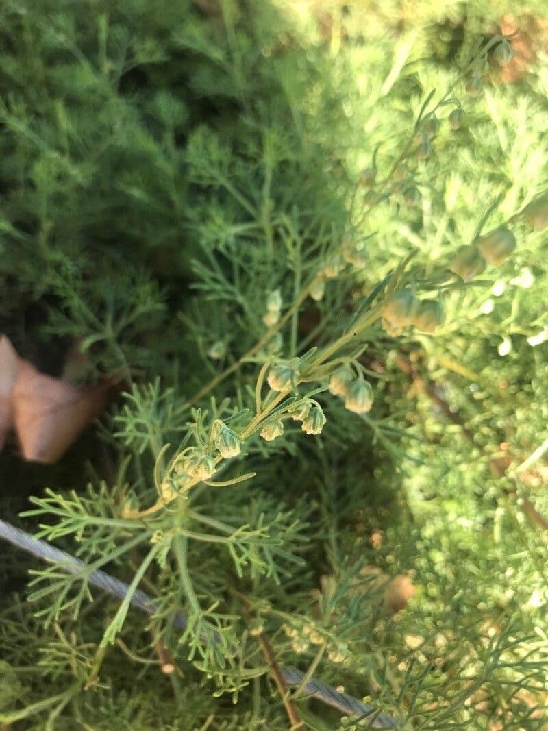 Weiße Artemisia 3