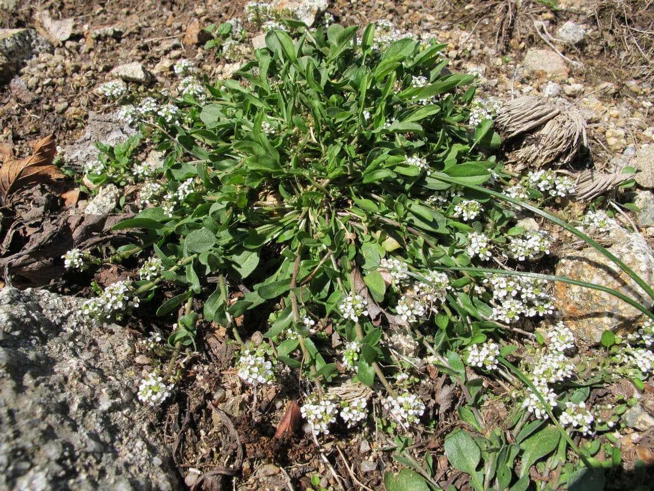 Lepidium 11