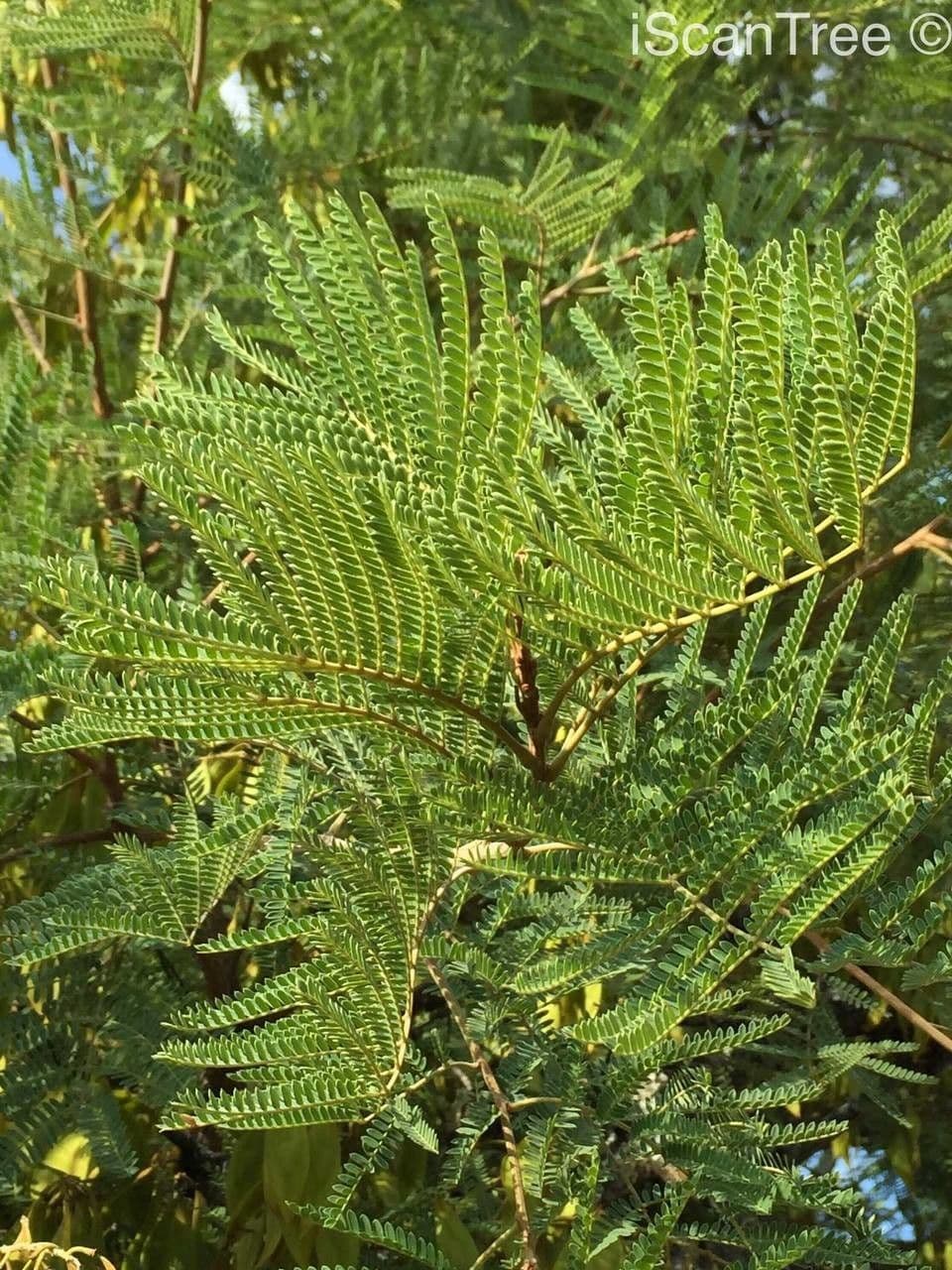 Peltophorum africano 13