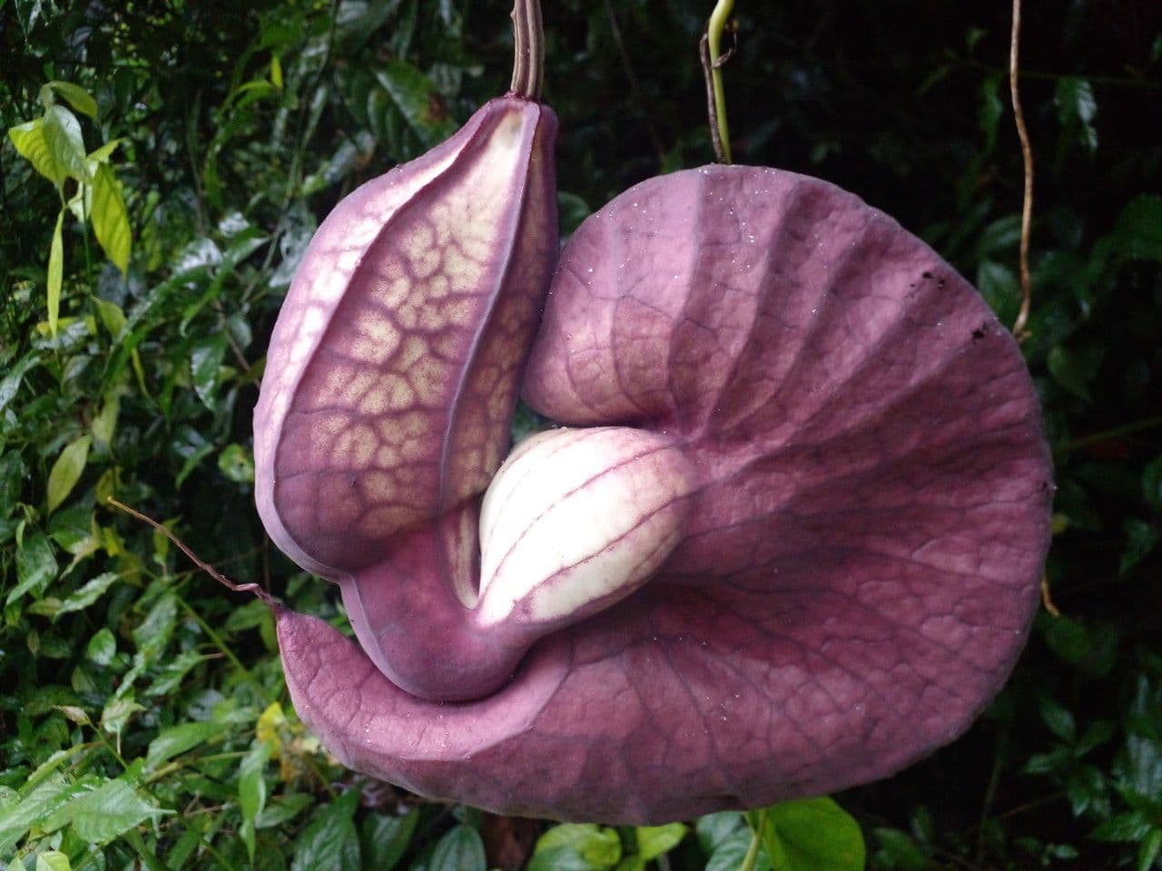 Fiore d'anatra 7