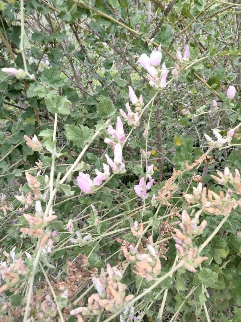 Malacothamnus clementinus 2