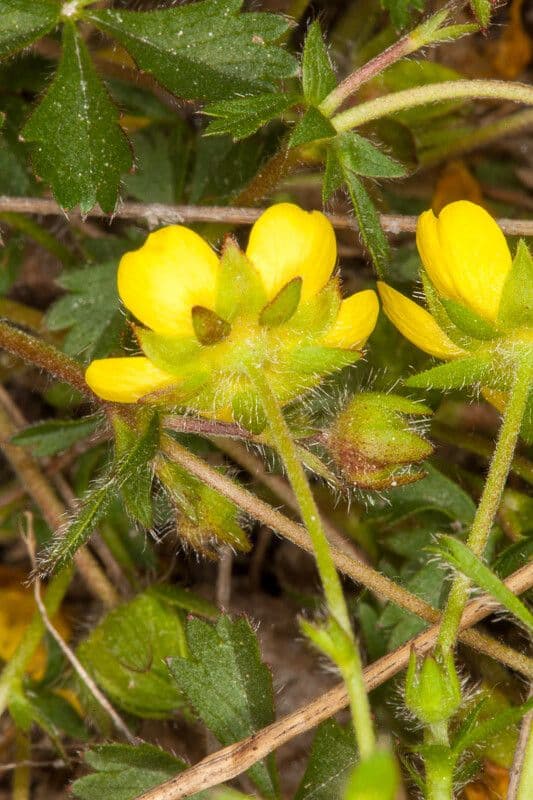 Cincoenrama de primavera 25