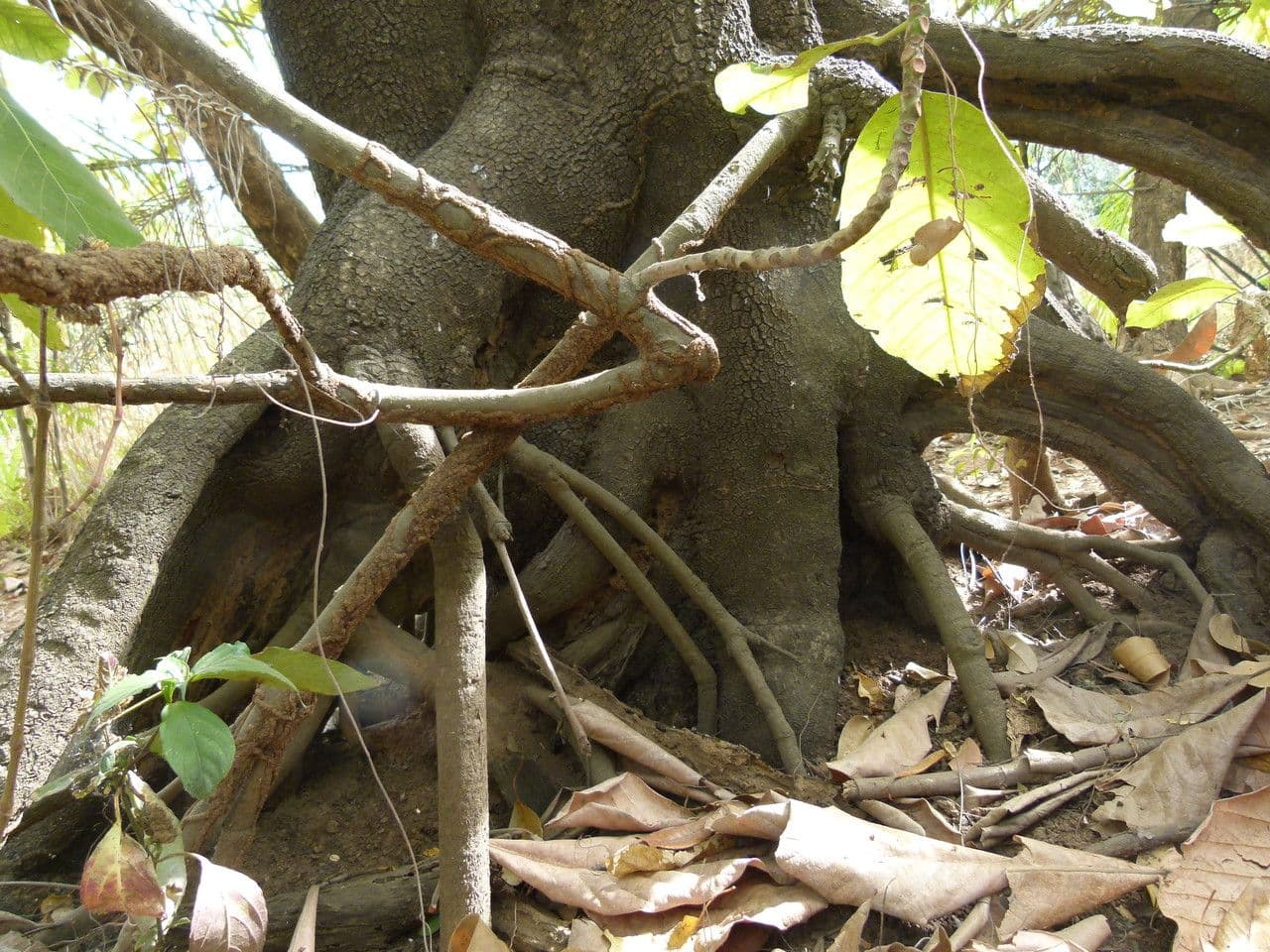 Togo-Uapaca 10