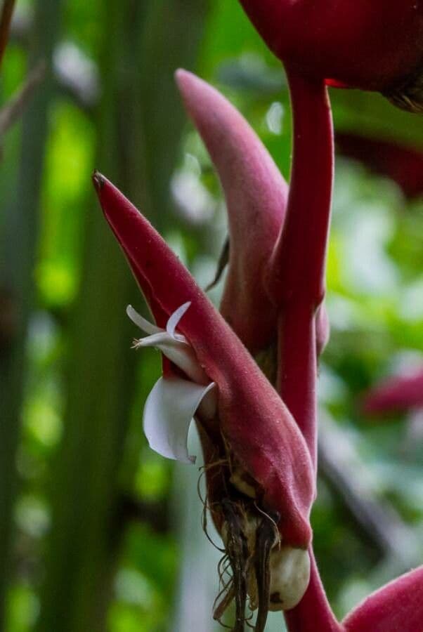 Helikonia 7