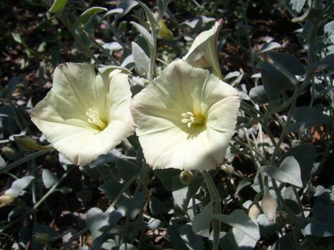 Calystegia finta della Sierra 3