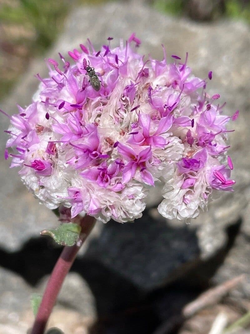 Puderschwanz 5
