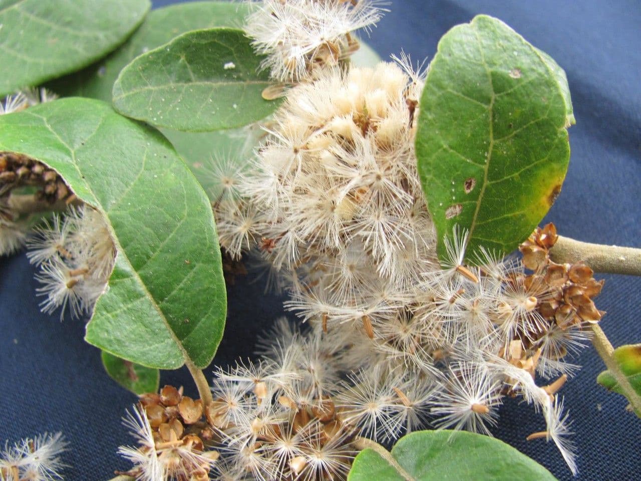 Piptocarpha 3