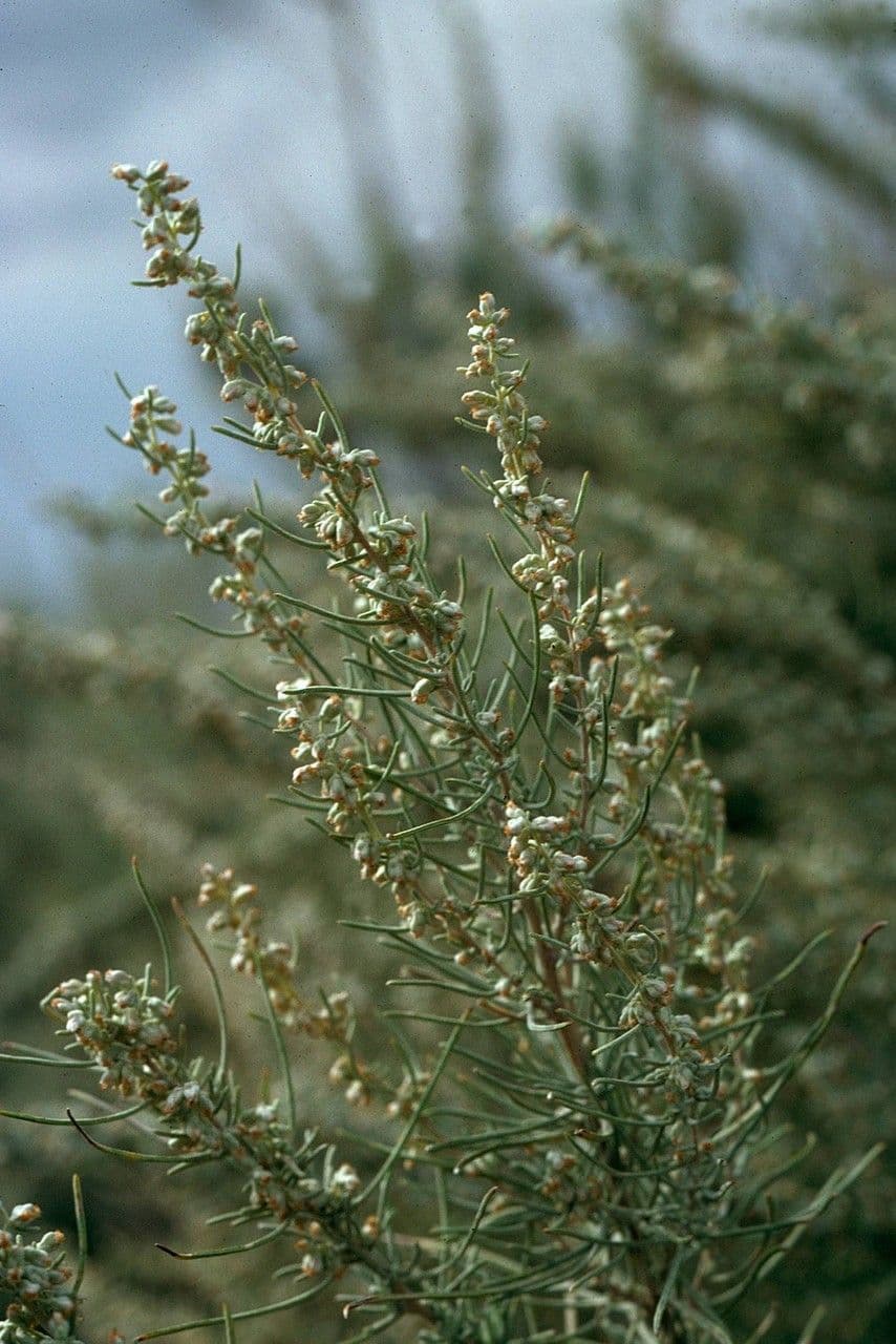 Palina listnatá