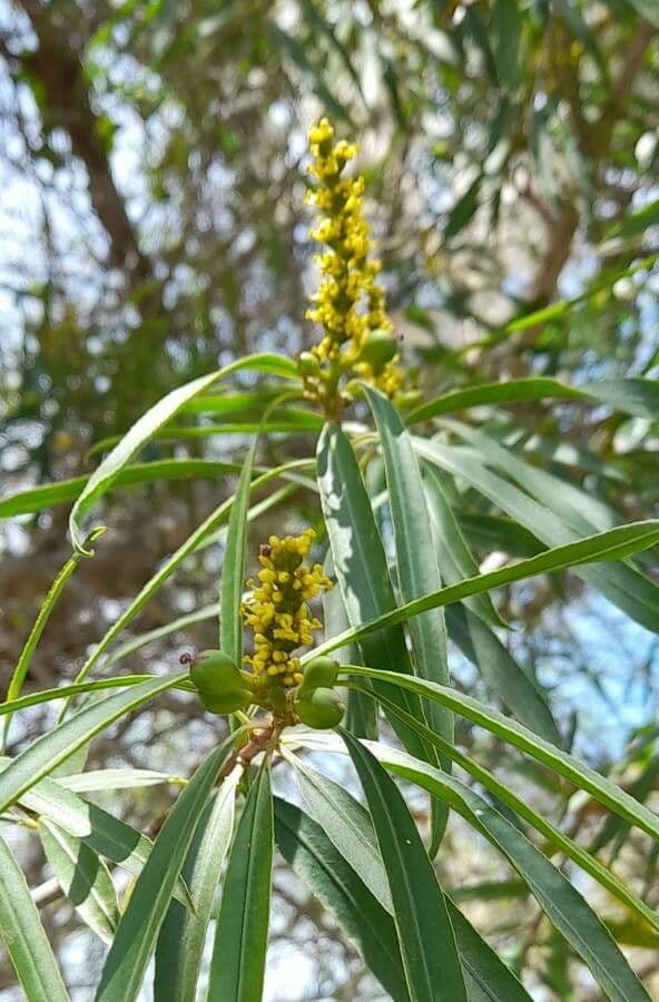 Sapium haematospermum 5