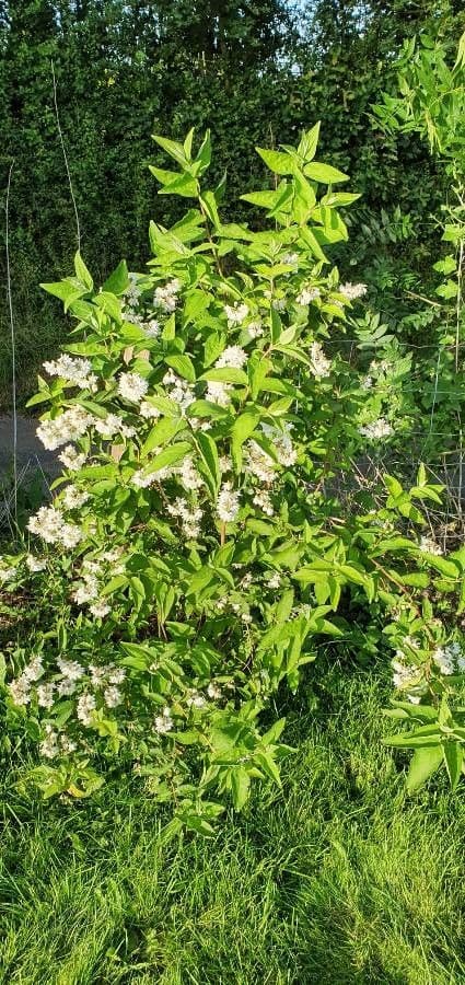 Deutzia gracilis 28