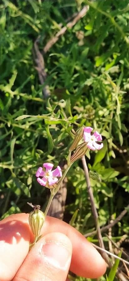 Silene secundiflora 10