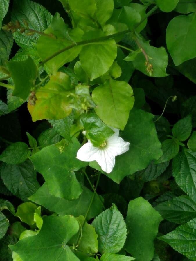 Melón escarlata 7