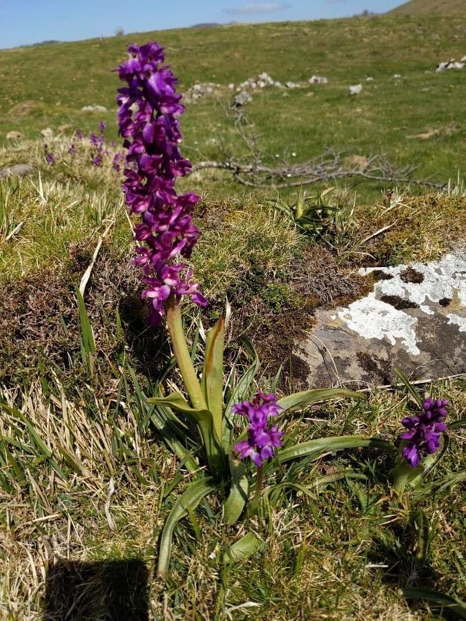 Stattliches Knabenkraut 4