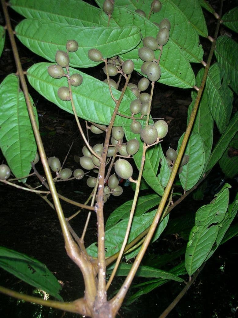 Talisia 15
