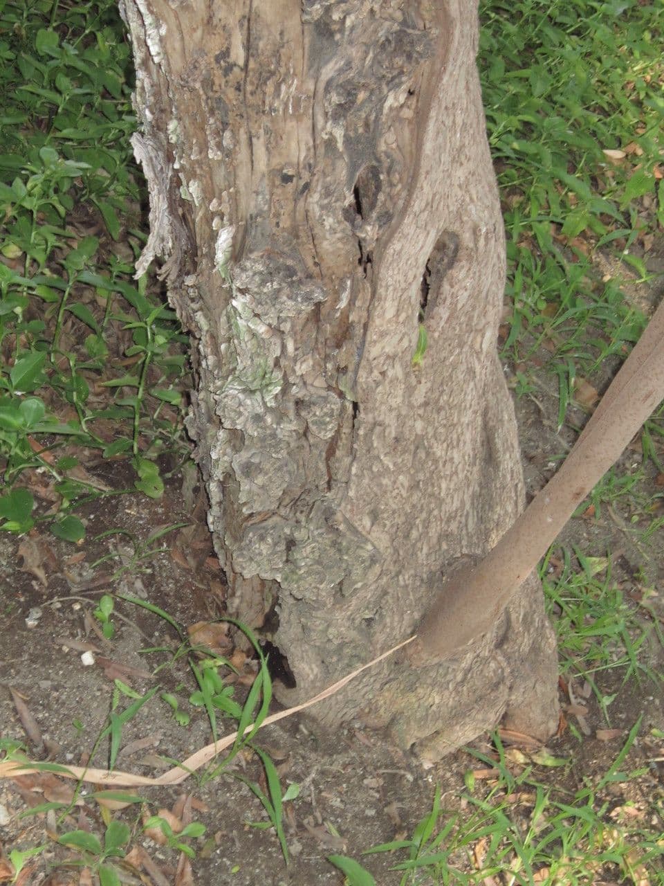 Schinus trnitý 6
