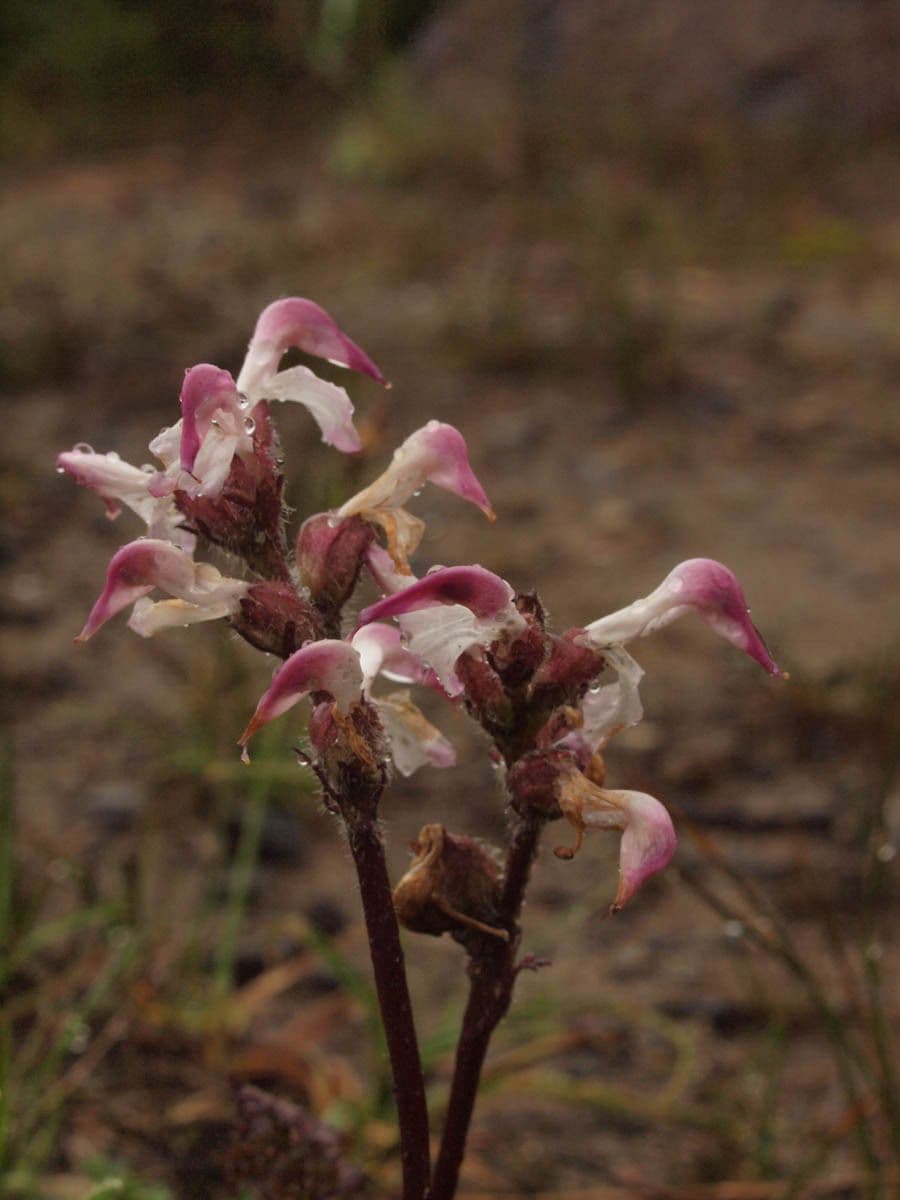 Pediculare 4
