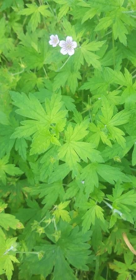 Geranium sibiricum 17