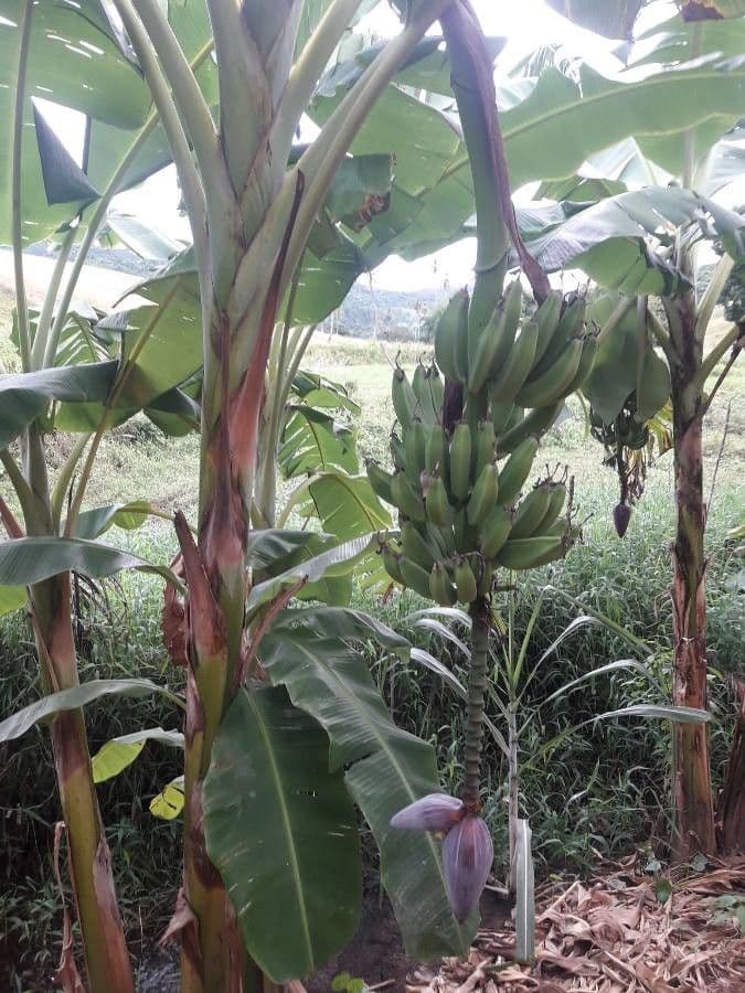 Bananovník“, “ 21