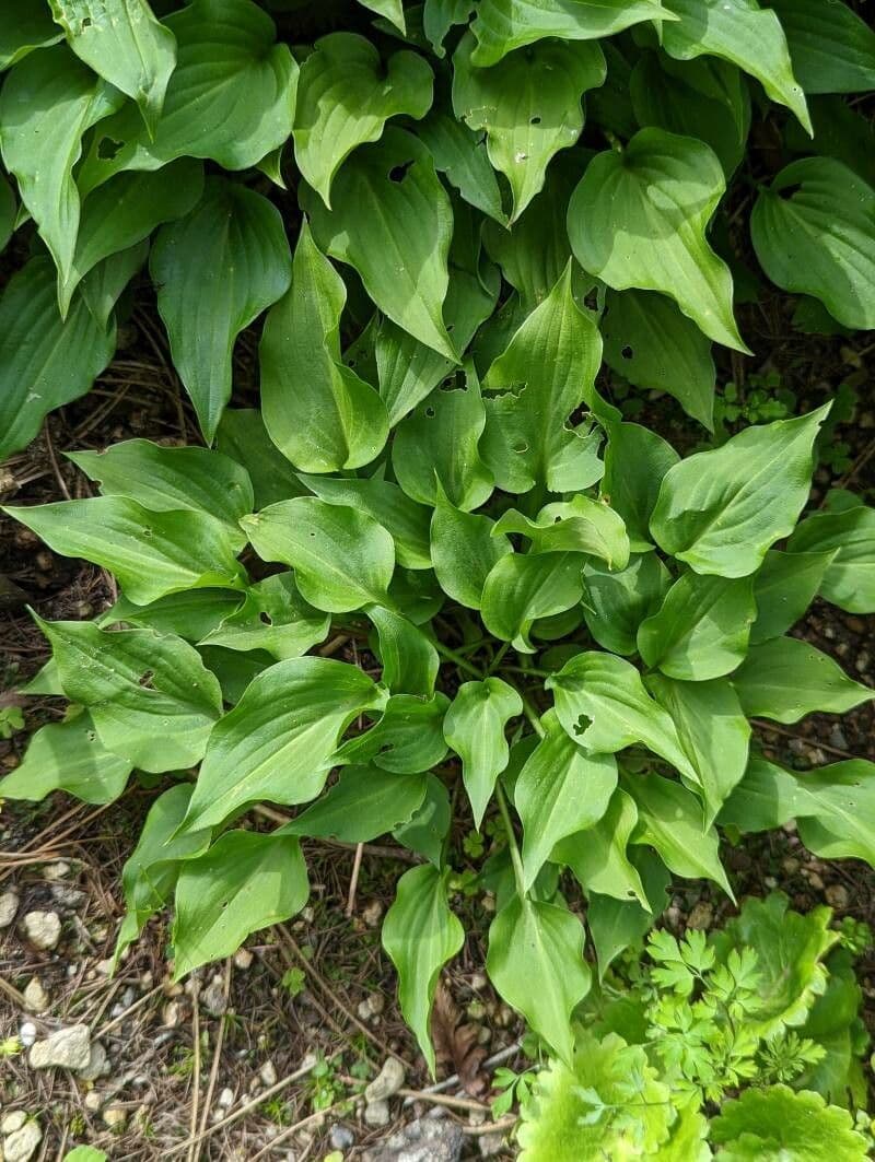 Hosta 2