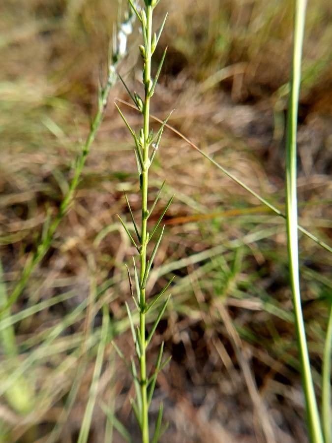 Liatris cilindrica 11