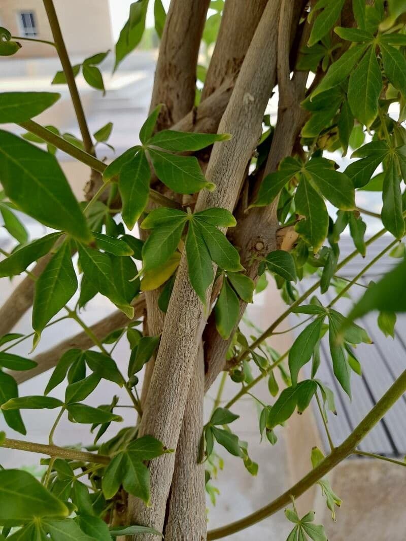 Vitex 21