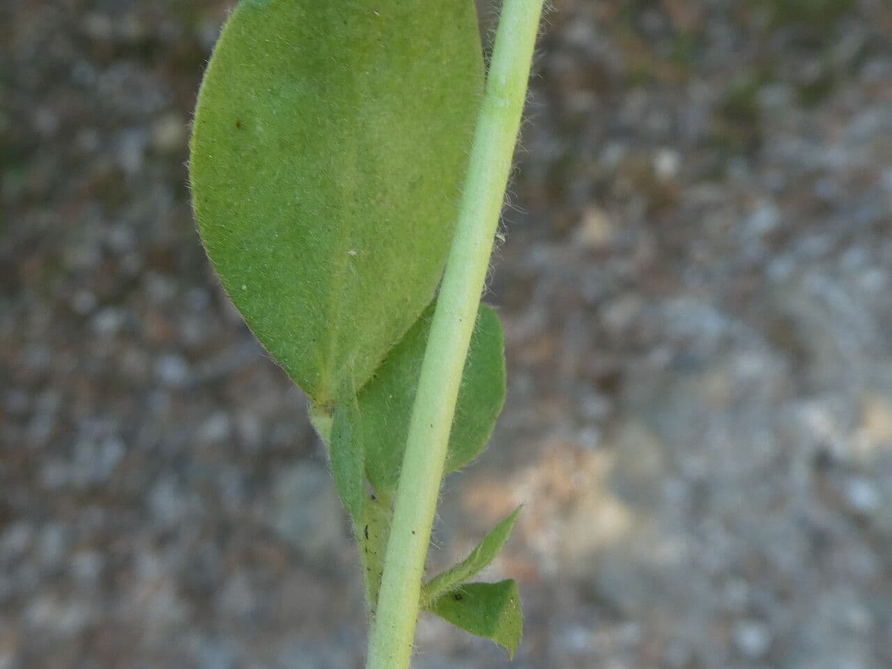 Tripodion tetraphyllum 23
