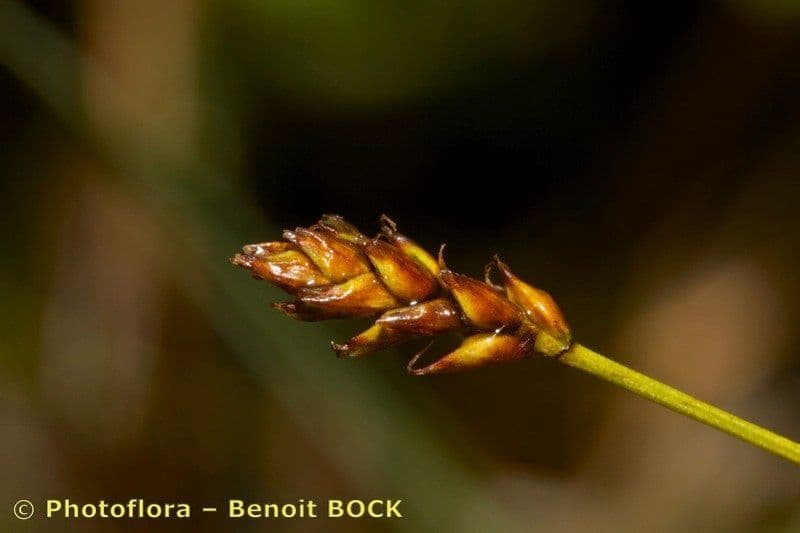 Carice dioica 3