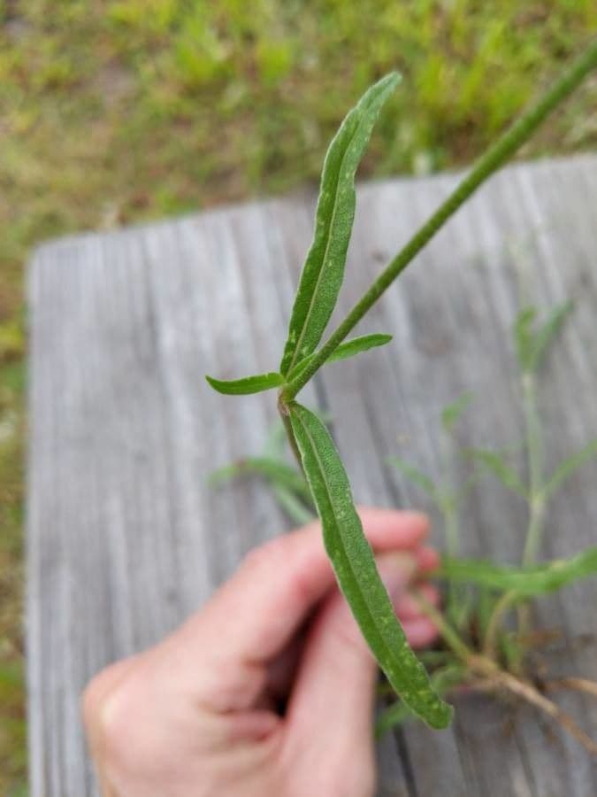 Froelichia gracilis 13