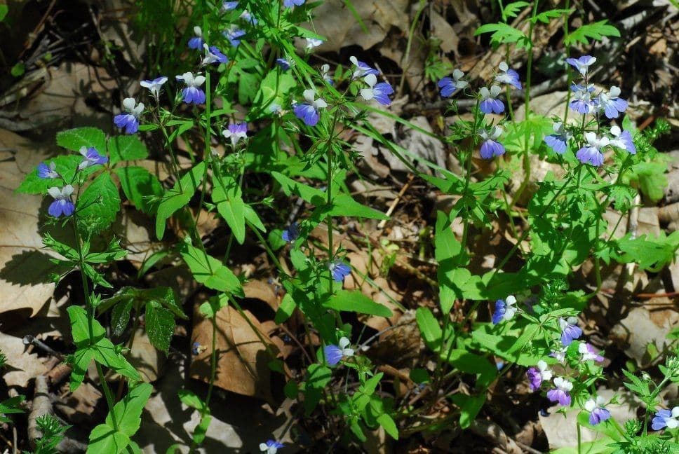 Collinsia primaverile 11