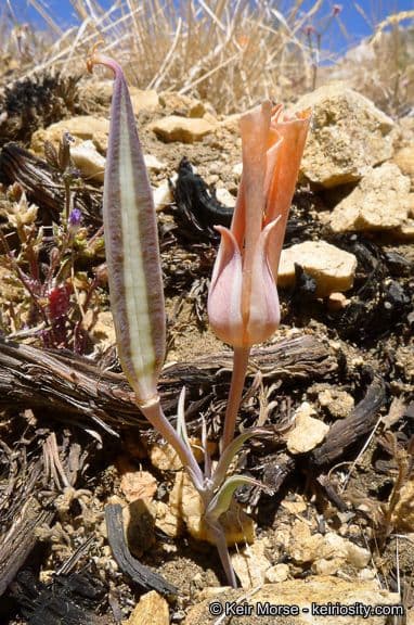 Calochortus di Kennedy 5