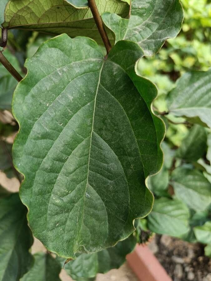 Clerodendro splendente 8