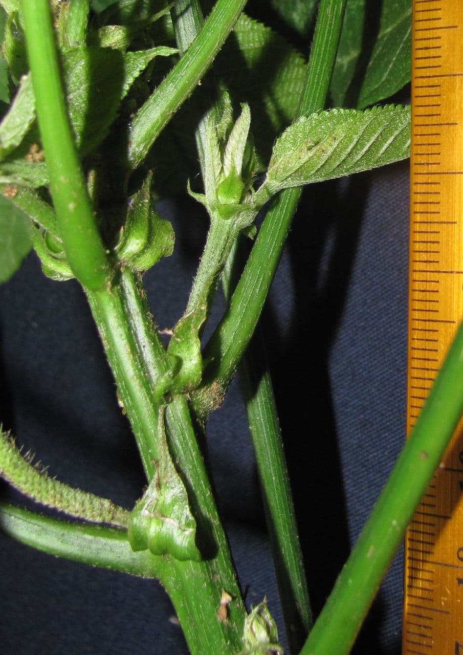 Acalypha a spiga grande 25