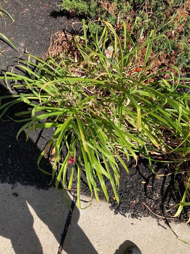 Hemerocallis minor 16