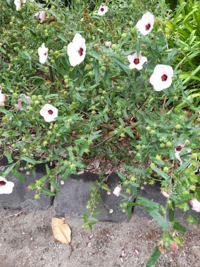 Pavonia hastata 10