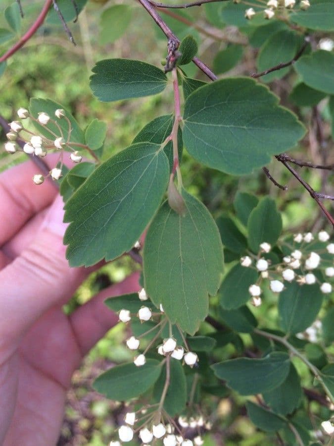 Spirea giapponese 17