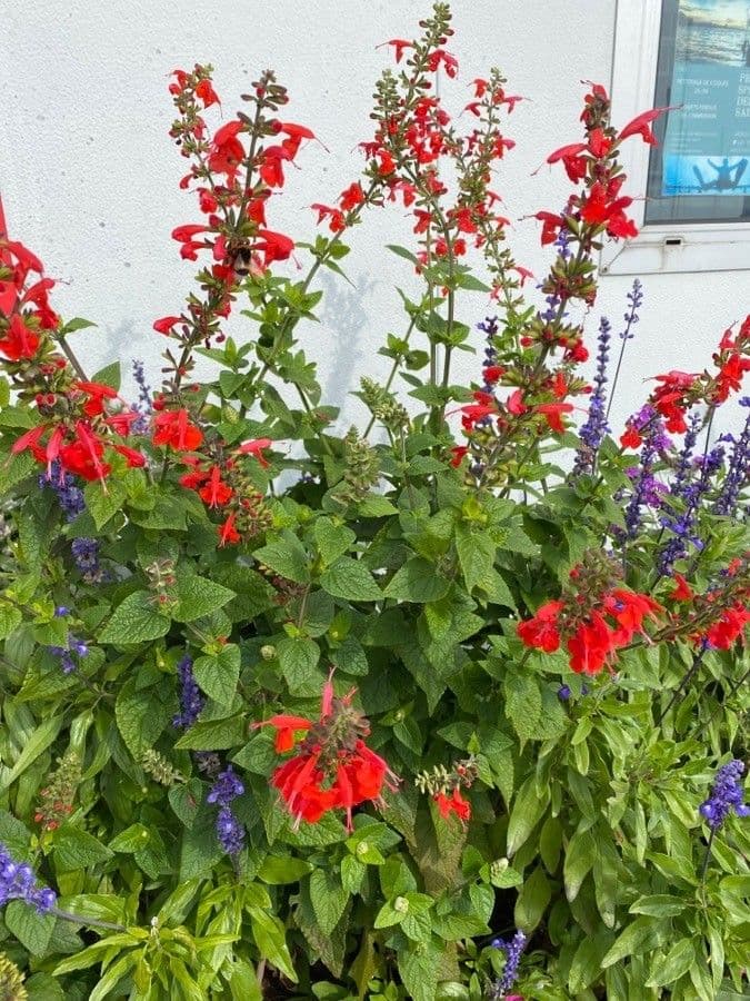 Salvia scarlatta 9