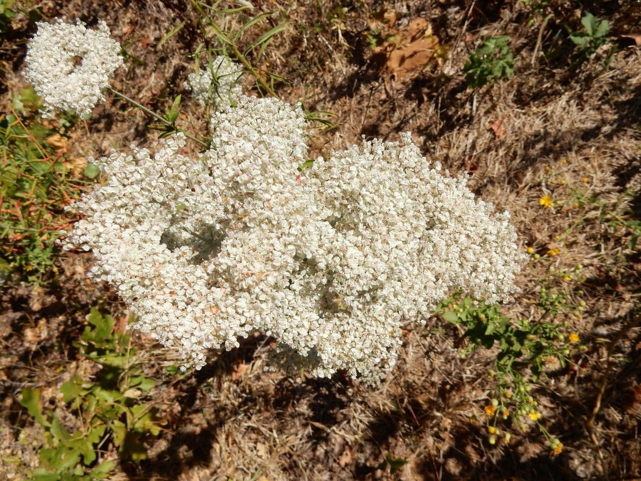 Vielblütiges Knöterich 7