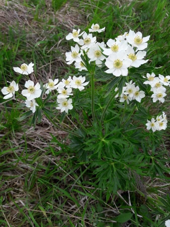 Anemone narcissiflora 13