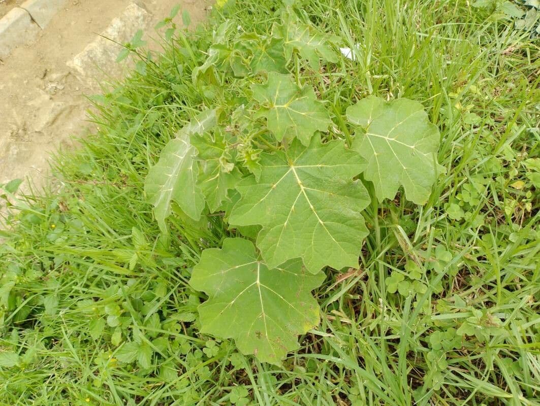 Solanum 17