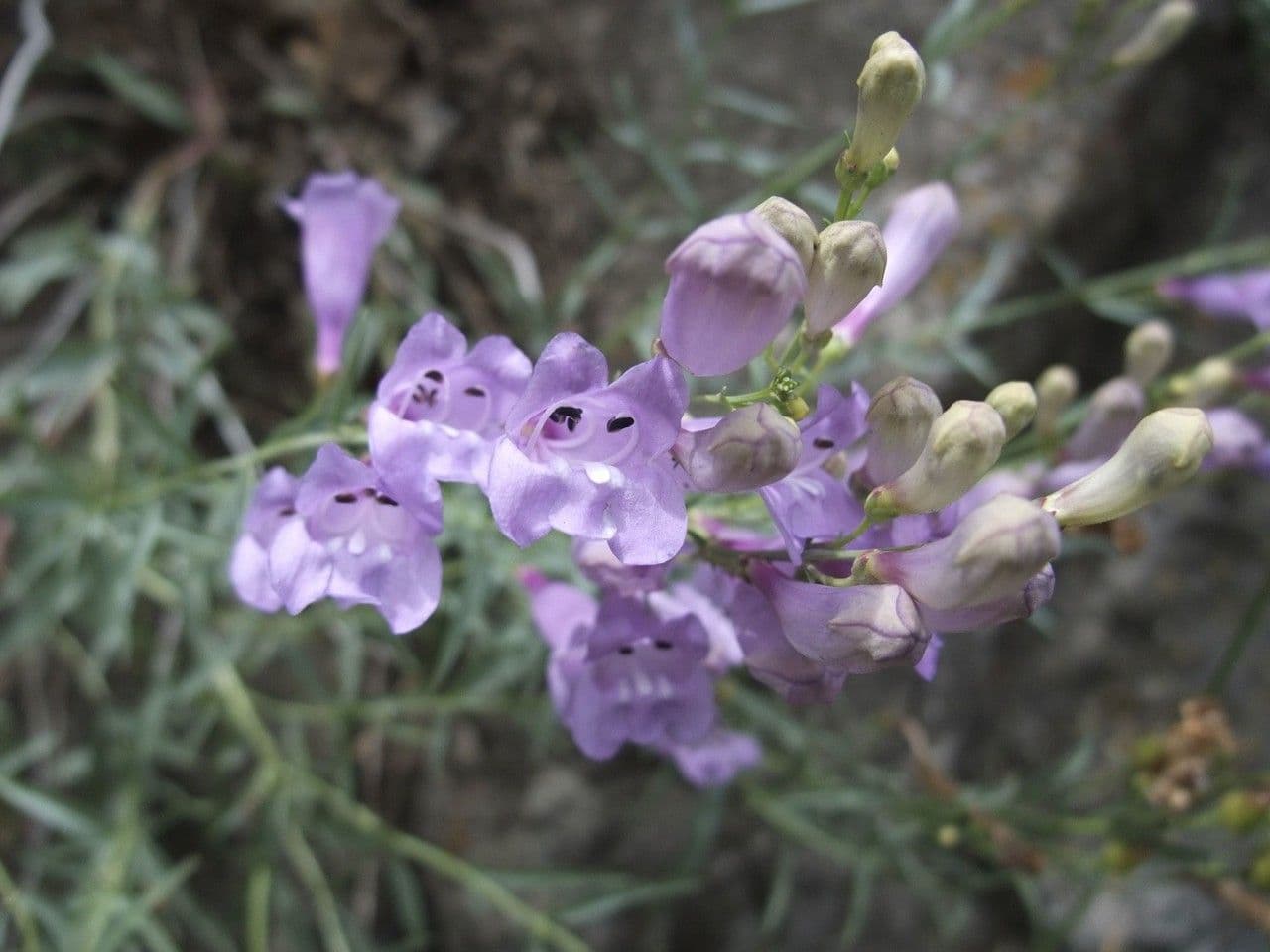 Penstemon 2