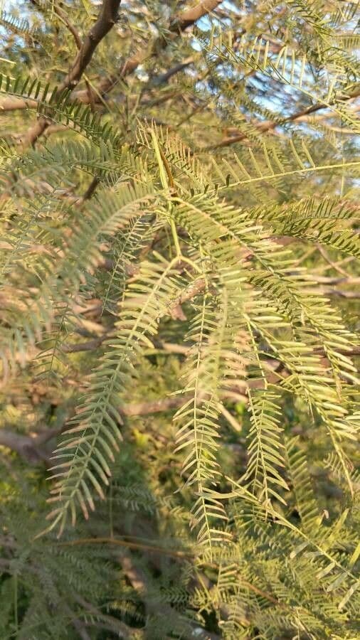 Mimosaceae 11