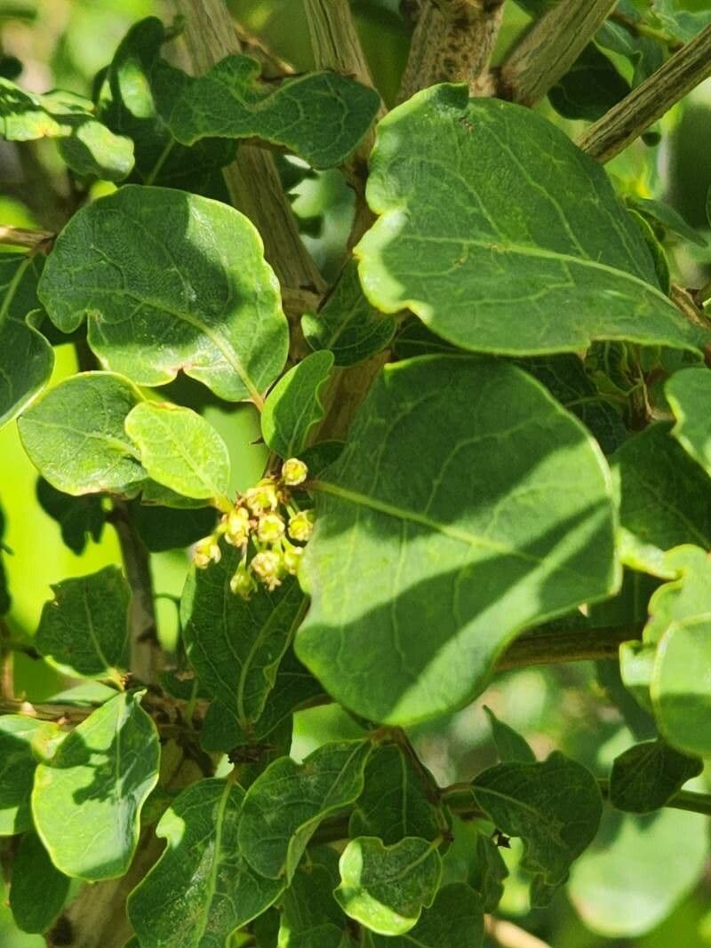 Flueggea 6