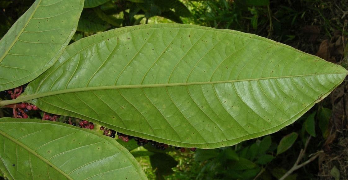 Miconia a tre nervature 8